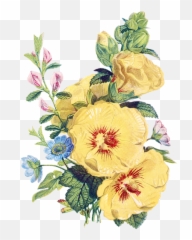 Pin - Flower Bunch Illustration Png,Iris Flower Png