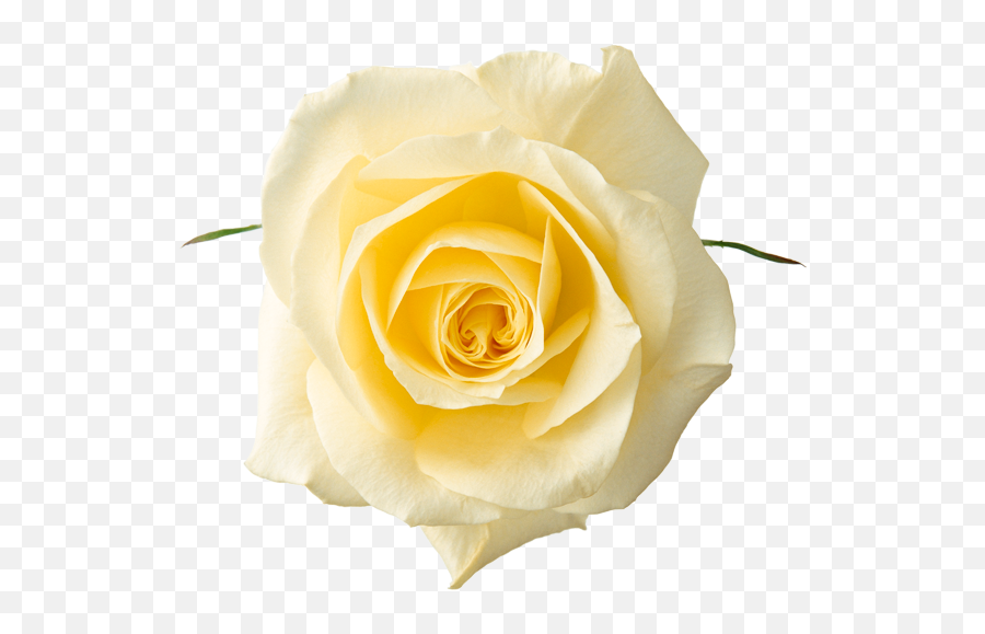Ivonete Nogueira - White Roses Png Transparent,Yellow Roses Png