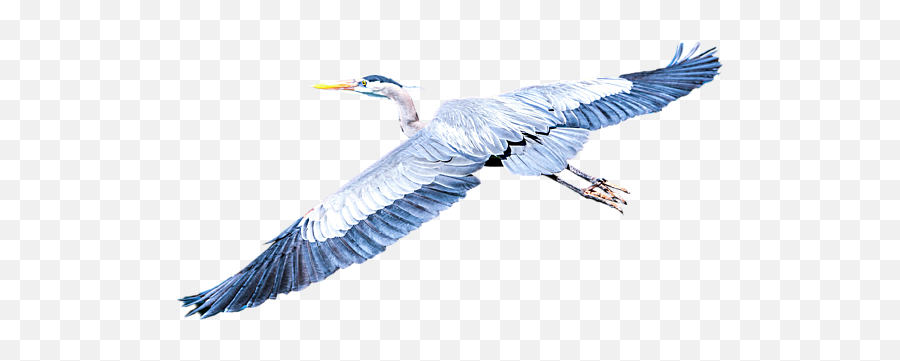 Great Blue Heron Flight Coffee Mug - Great Blue Heron Png,Heron Icon