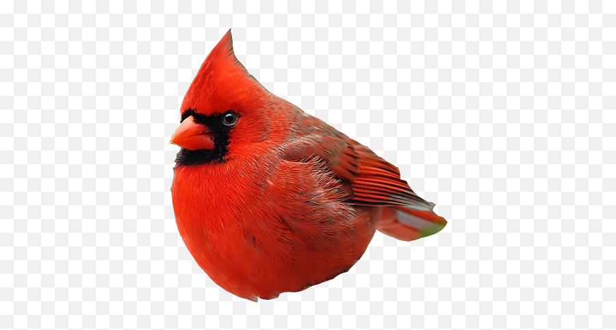 Real Angry Birds Realangrybirds Twitter - Angry Bird Real Png,Angry Bird Icon