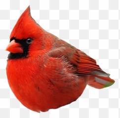 Real Angry Birds Realangrybirds Twitter - Angry Bird Real Png