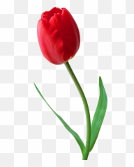 Tulip Flower Desktop Wallpaper Clip Art - Tulip Png,Tulip Transparent