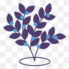 New Crop Blueberries - Noble Citrus png