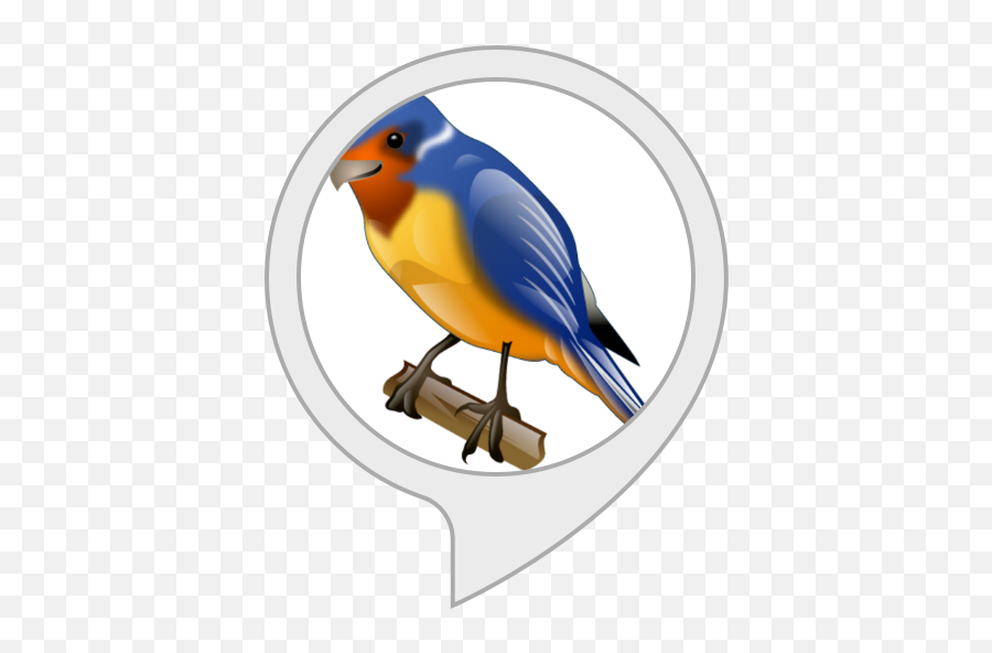 Amazoncom Relaxing Audio Bird Sounds Alexa Skills - Super Vista Icons Bundle Png,Super Vista Icon