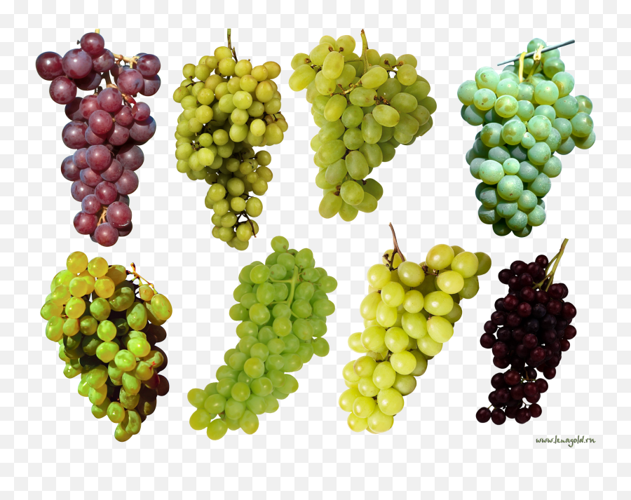Grape Png Image Download Free Picture - Grapes Top View Png,Grapes Png