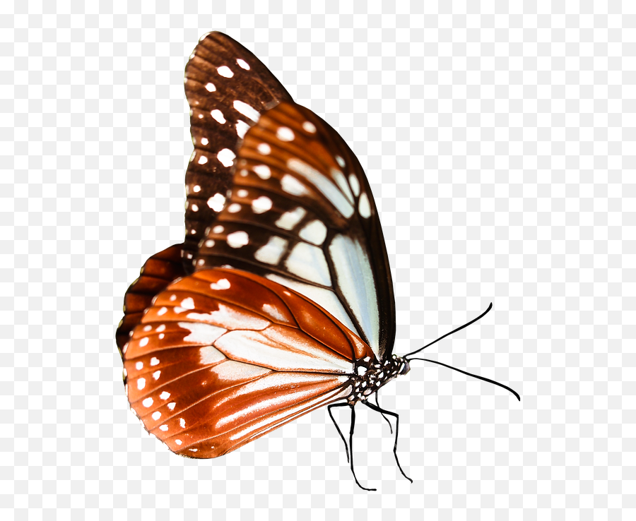Monarch Butterfly Clipart Queen - Monarch Butterflies Png,Monarch Butterfly Png