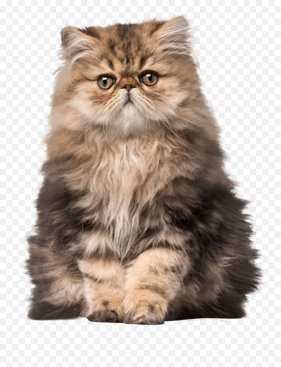 Cats Hanging Transparent Png Clipart - Persian Cat Png,Cat Png Transparent