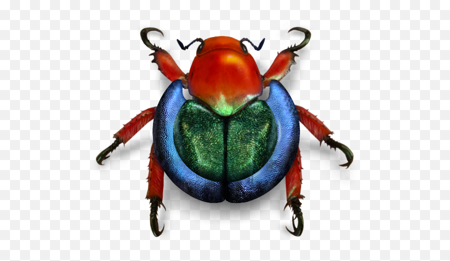 Wikimedia Beetle - Weevil Png,Beetle Png