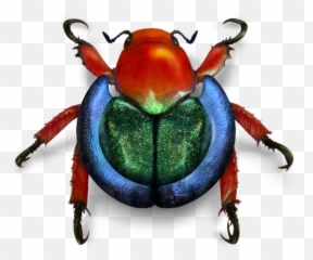 Wikimedia Beetle - Weevil Png,Beetle Png