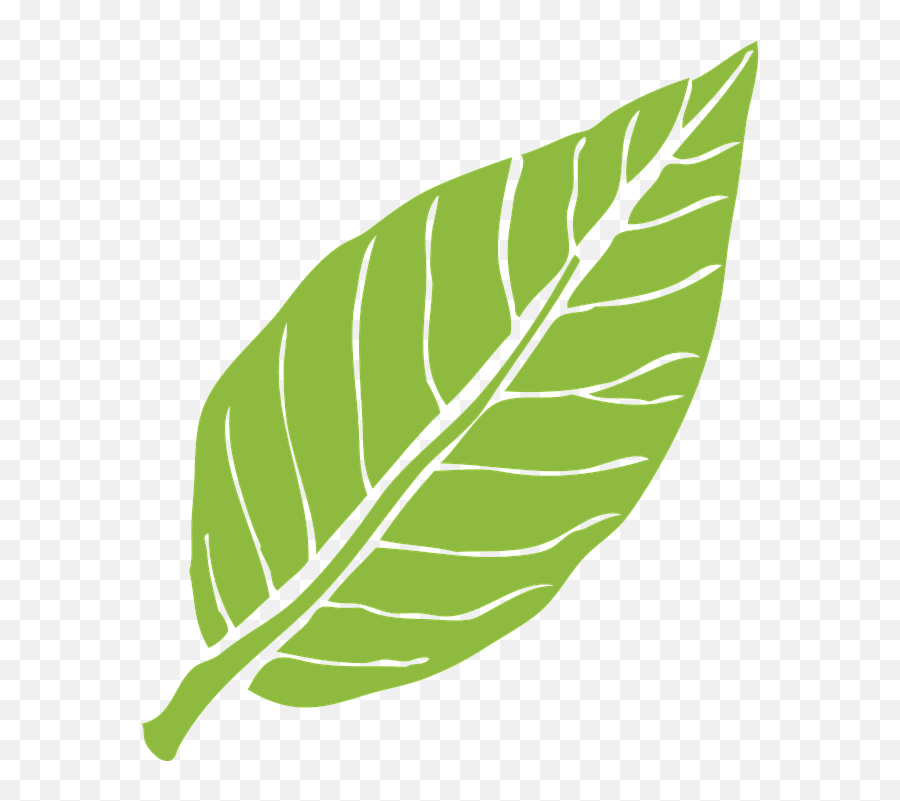 Leaf Nature Green - Gambar Daun Transparan Png,Leaf Vector Png