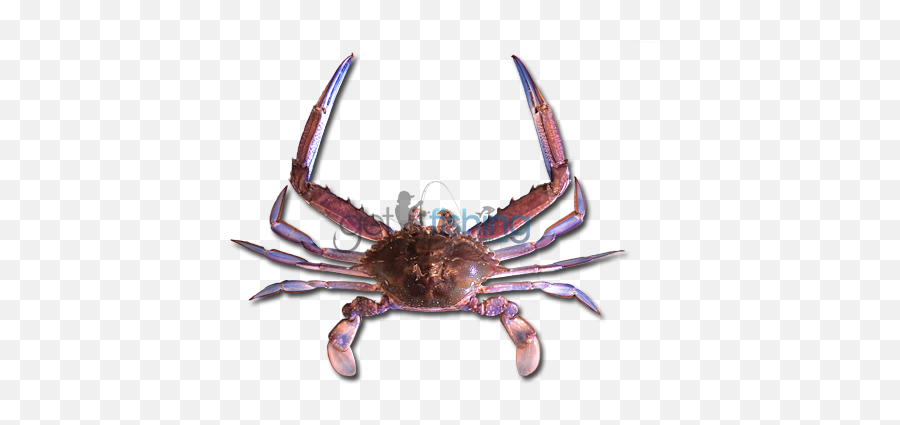 Blue Swimmer Crab - Chesapeake Blue Crab Png,Crabs Png