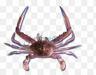 Blue Swimmer Crab - Chesapeake Blue Crab Png,Crabs Png