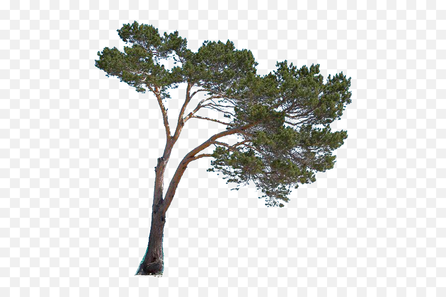 Portable Network Graphics - Pond Pine Png,Tree Cutout Png