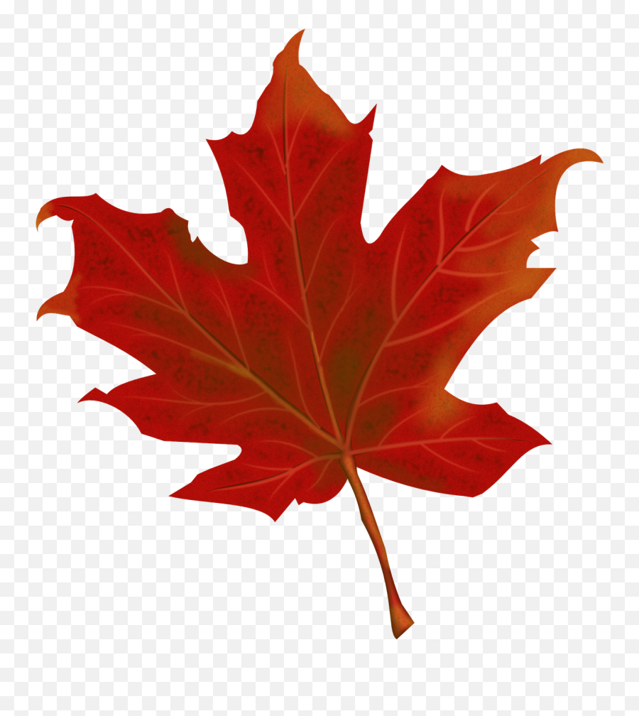 Autumn Leaves Fall Png Image - Maple Leaf Png Transparent,Fall Png Images