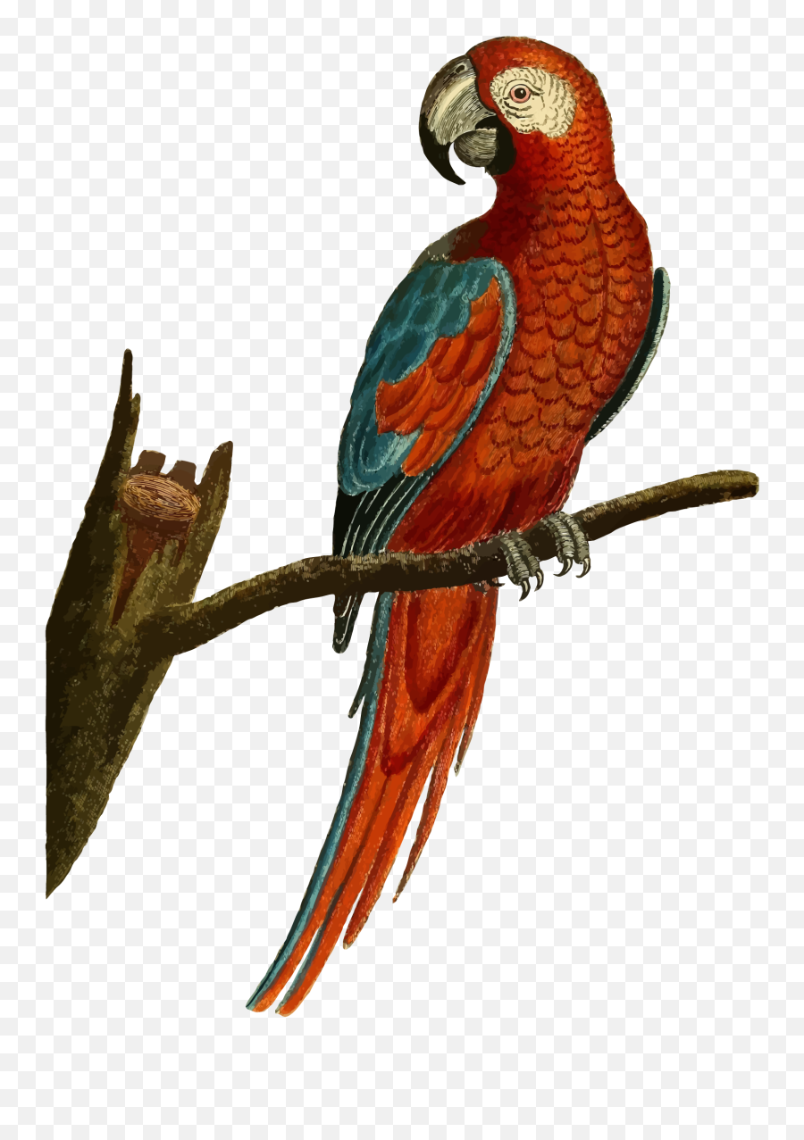 Download Parrot Illustration Png Image With No Background - Vintage Parrot Illustration,Parrot Transparent