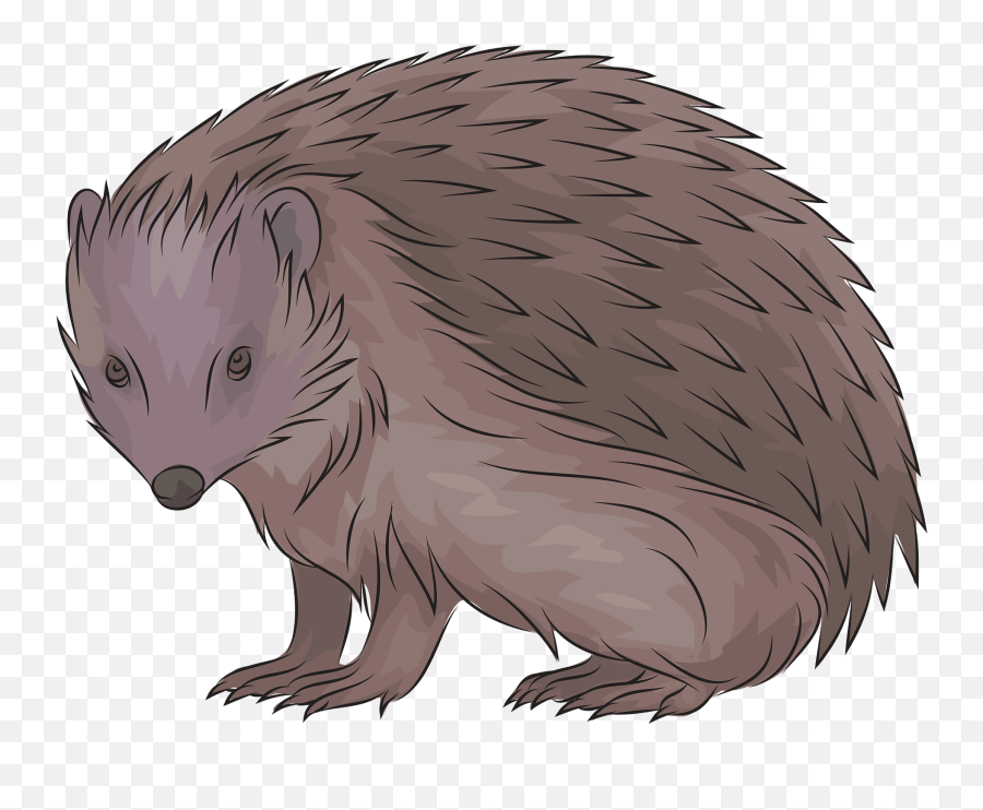European Hedgehog Clipart Free Download Transparent Png - Porcupine,Porcupine Png