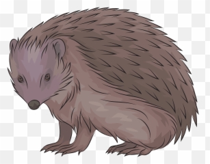 European Hedgehog Clipart Free Download Transparent Png - Porcupine,Porcupine Png