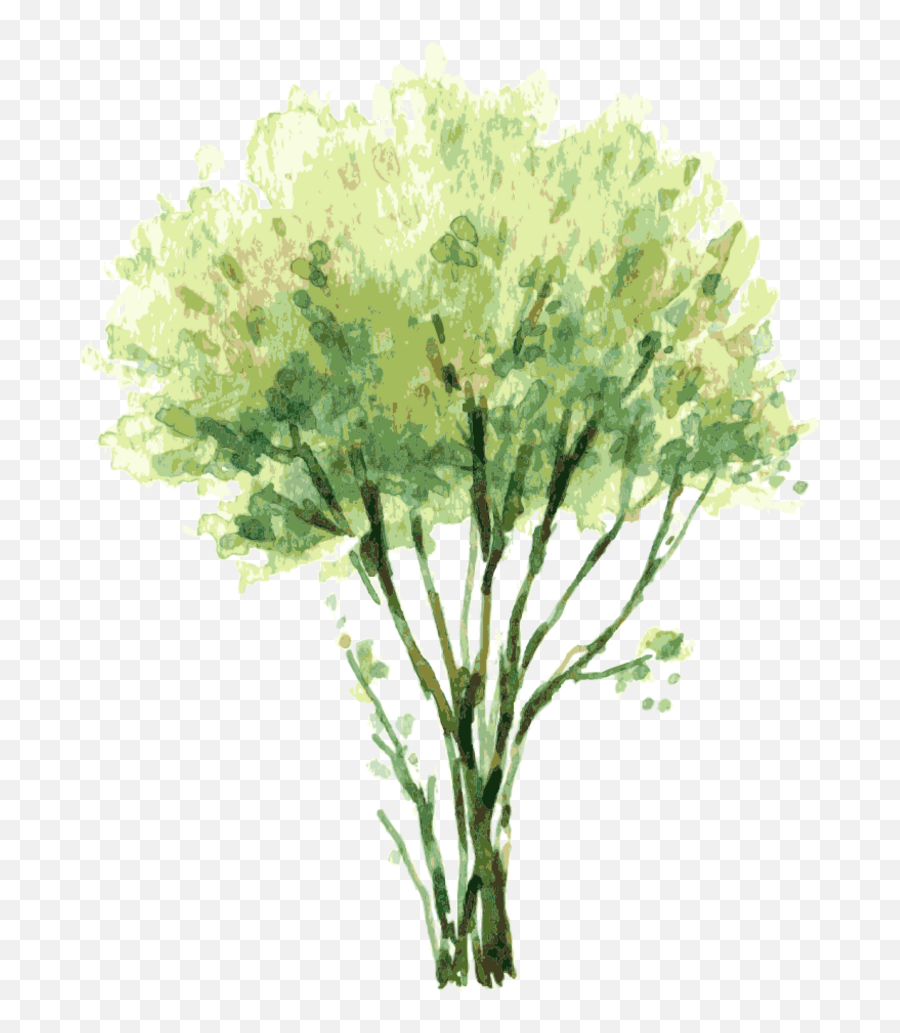 Vector Free Painting Tree Illustration - Tree Elevation Watercolor Png,Watercolor Tree Png