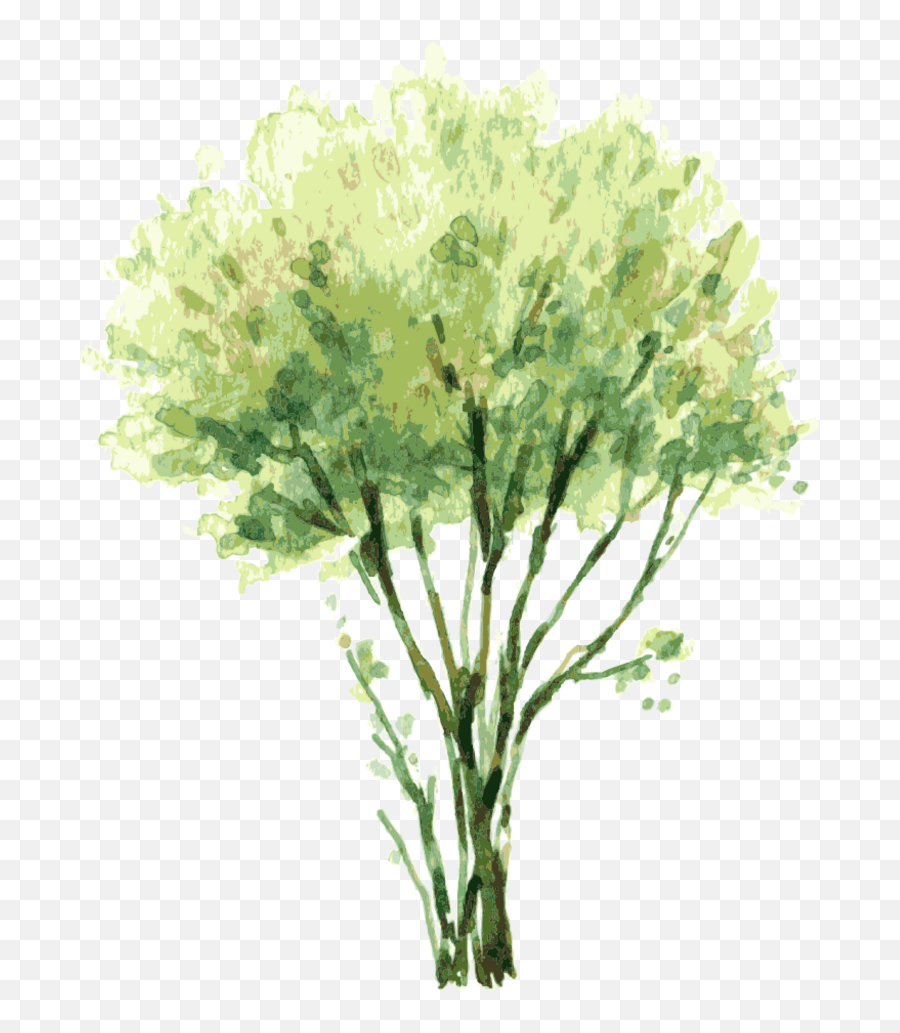 Vector Free Painting Tree Illustration Tree Elevation Watercolor Png Watercolor Tree Png Free Transparent Png Images Pngaaa Com