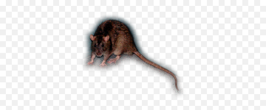 Learn About Norway Rats - Rat Png,Rat Transparent