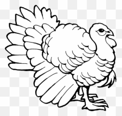 Turkey Outline - Colouring Pages Of png