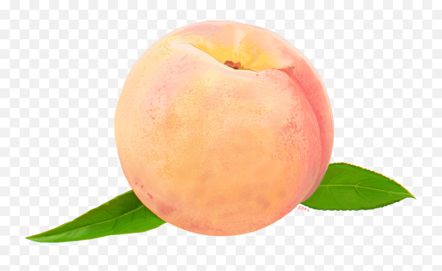 Peach Png Download - Peach Watercolor Png,Peach Transparent Background