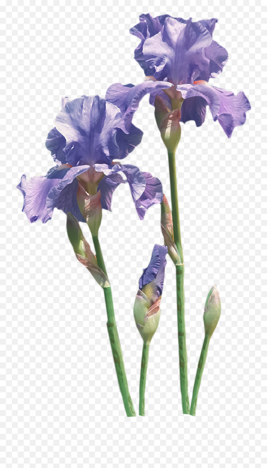 Download Flower Common Poppy Iris Transprent Png Free - Flowering Plant,Iris Flower Png