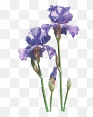 Download Flower Common Poppy Iris Transprent Png Free - Flowering Plant,Iris Flower Png