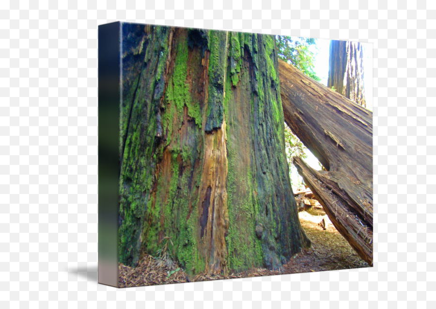 Redwood Trees Fine Art Prints Big - Northern Hardwood Forest Png,Redwood Tree Png