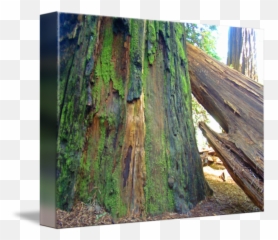 Redwood Trees Fine Art Prints Big - Northern Hardwood Forest Png,Redwood Tree Png