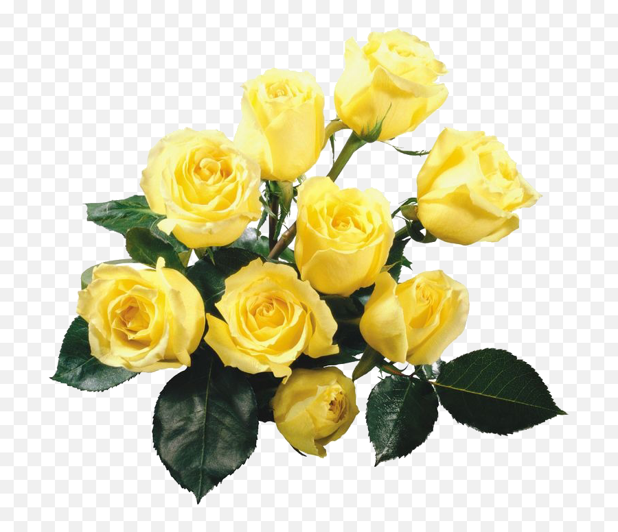 Rose Yellow Flower Bouquet Wallpaper - Hình Nh Hoa Hng Vàng P Png,Yellow Roses Png