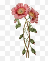 Poppies Png And Vectors For Free - Botanical Flower Illustration,Poppies Png