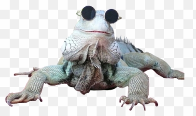Transparentkiwi U2014 T R A N S P E Lizard - Transparent Lizard Png,Lizard Transparent