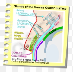Deeper Insight Therapy 3 - Tear Supplementation u2014 Ocular Bafe png