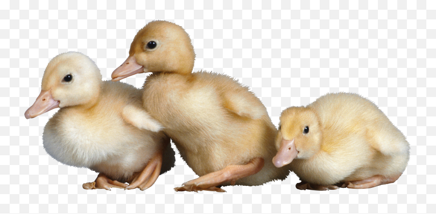 Duck Png Free Download 23 - Baby Chicks And Ducklings,Duck Png