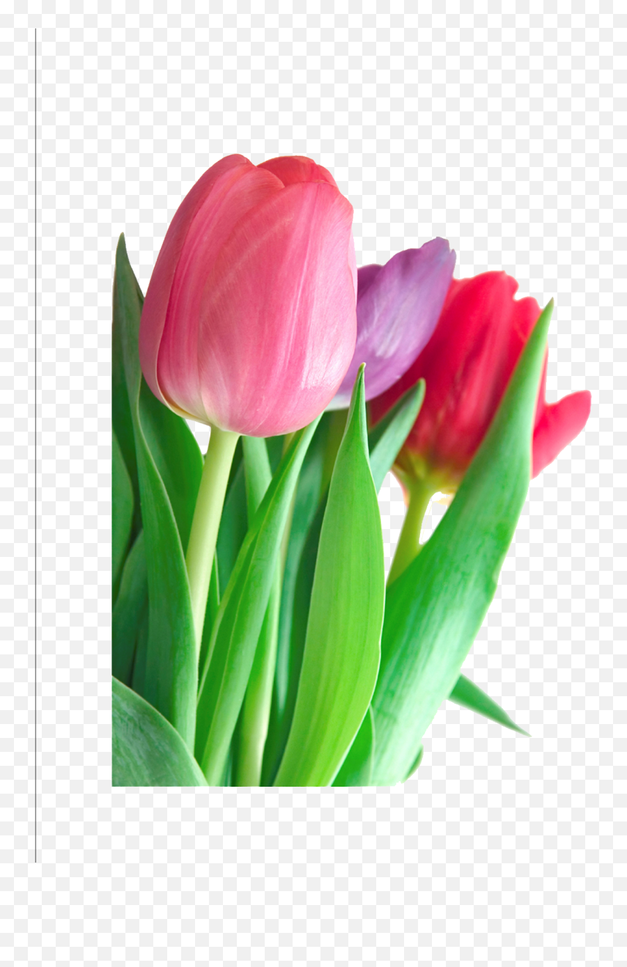 Download Tulip Clipart Hq Png Image - Tulip Flower Information In English,Tulip Transparent