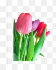 Download Tulip Clipart Hq Png Image - Tulip Flower Information In English,Tulip Transparent