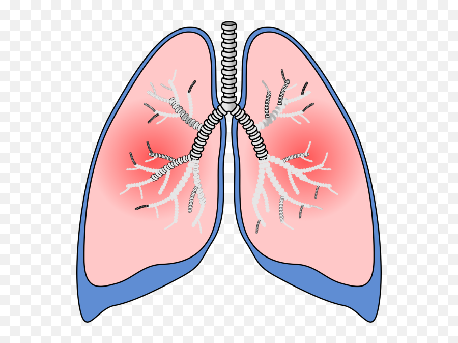 Lungs Png Svg Clip Art For Web - Download Clip Art Png Lung Clipart Png,Lungs Icon