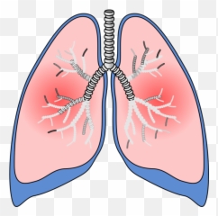 Lungs Png Svg Clip Art For Web - Download Art Clipart Png
