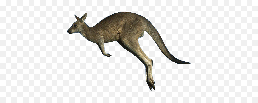 25 Kangaroo Png Image Collection Free - Kangaroo With No Background,Kangaroo Transparent Background