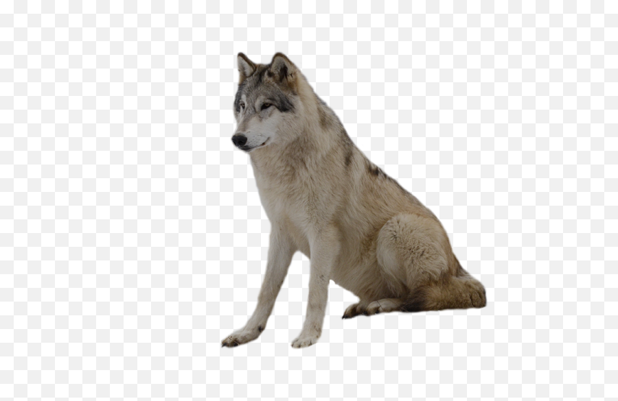 Wolf Clipart Transparent - Grey Wolf Png,Howling Wolf Png