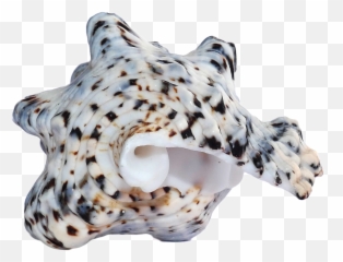 Sea Ocean Shell Png Image For Free Download - Portable Network Graphics,Shell Png