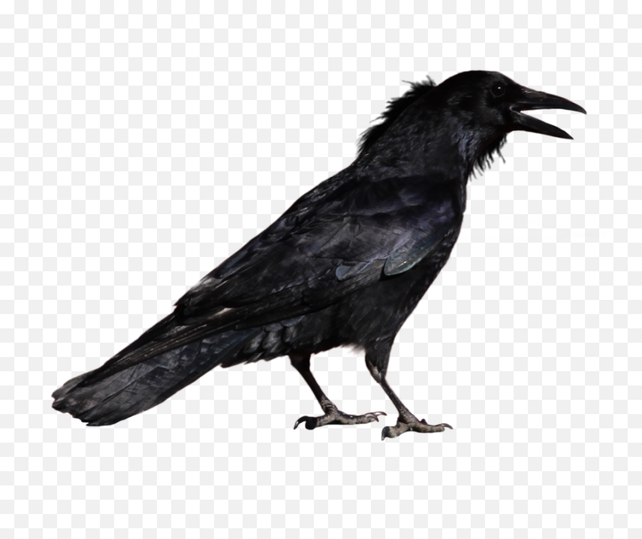 Hd Common Raven Transparent Background - Transparent Background Crow Png,Crow Png