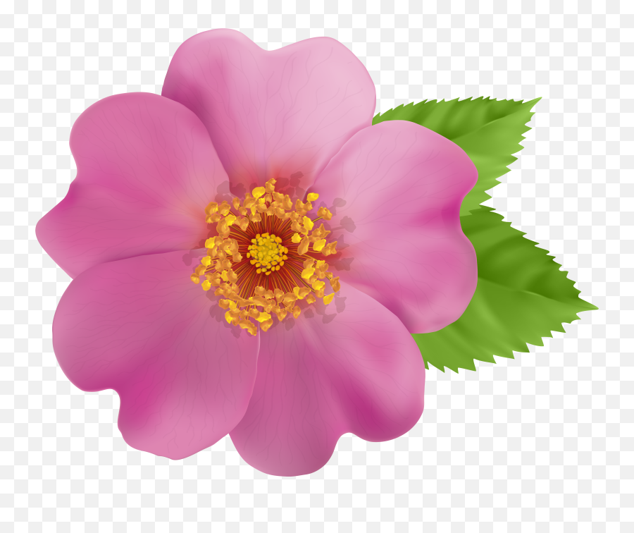 Library Of Wild Rose Picture Transparent Stock Border Png - Wild Rose Clipart,Rose Transparent