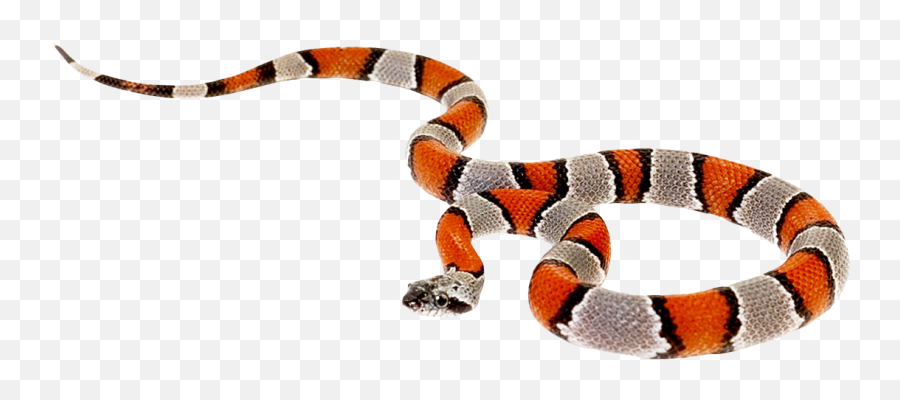 False Coral Snake Png Transparent Image - False Coral Snake Png,Snake Transparent Background