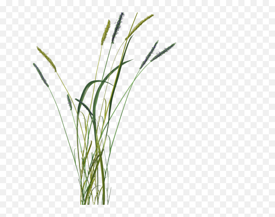 Astdafa - Grass Png,Fox Tail Png