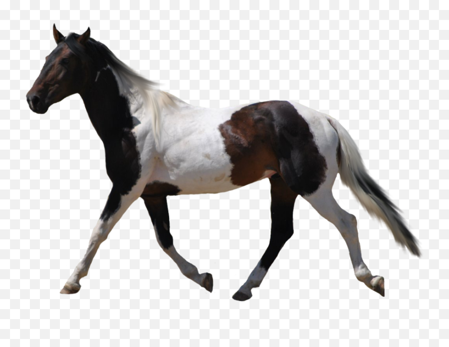 Horse Icon Clipart - Black And White Horse Png,Horse Transparent Png