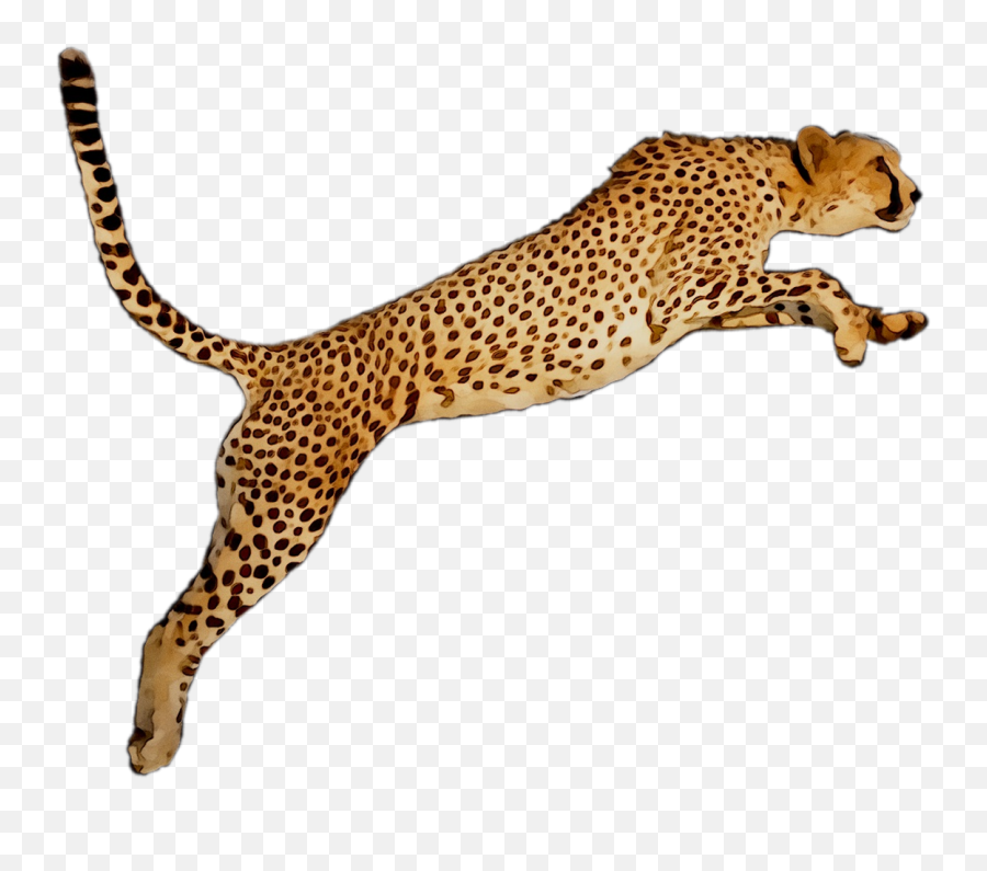 Wallpaper Leopard Desktop Graphics - Cheetah Clipart Png,Cheetah Png
