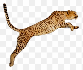 Wallpaper Leopard Desktop Graphics - Cheetah Clipart Png,Cheetah Png