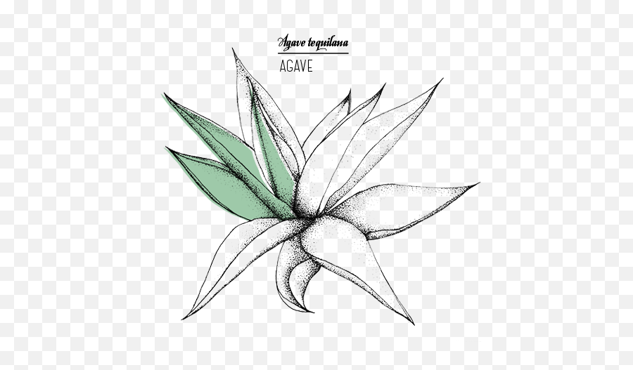 Agave - Jyb Cosmetics Agave Png,Agave Png